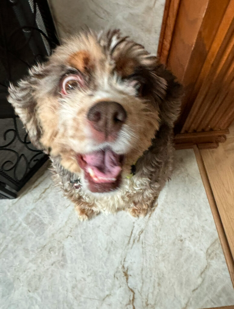 Gracie, Dr. Melissa Shelton&rsquo;s cocker spaniel, looking up happily