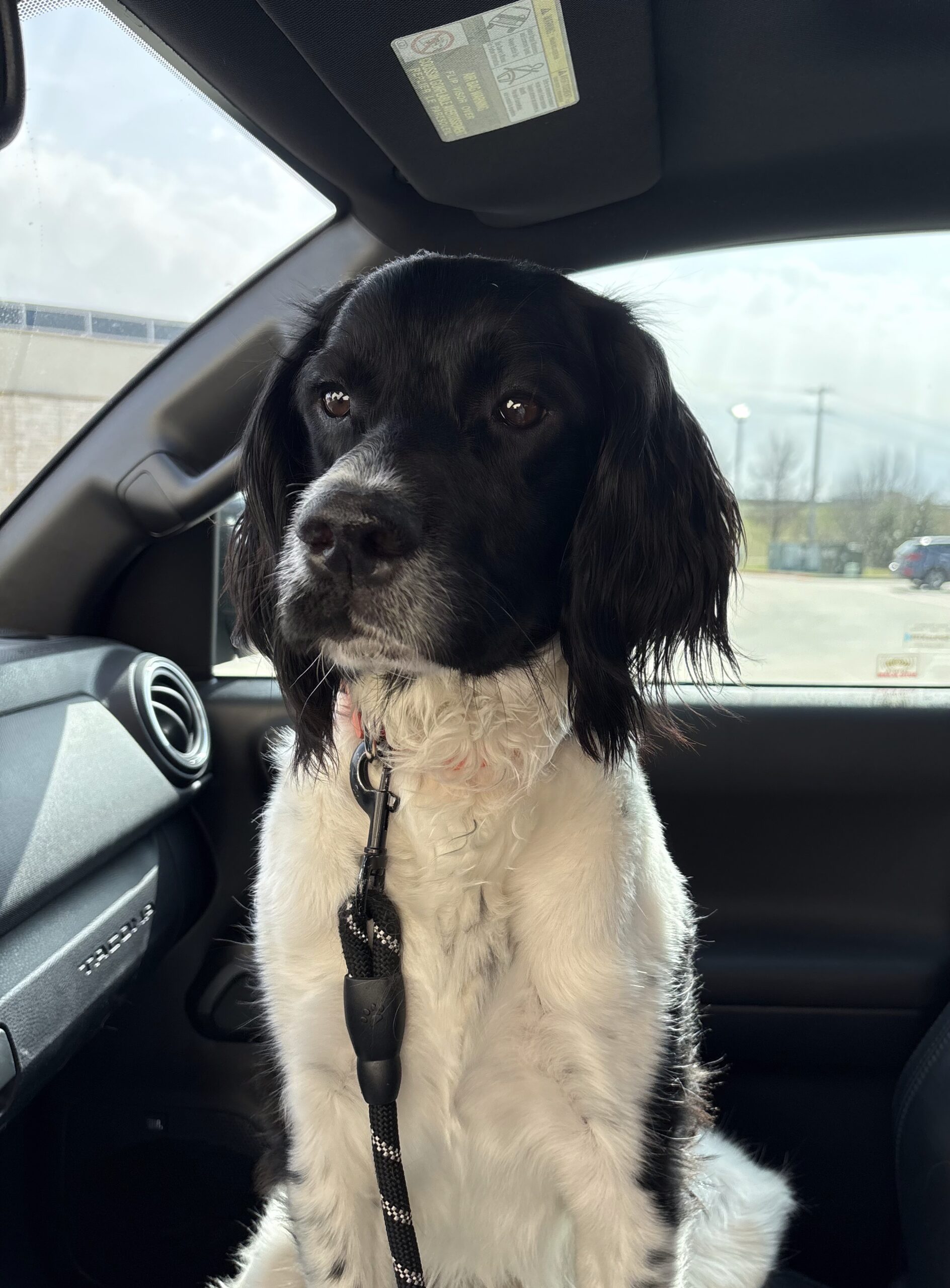 Ringo, Kay&rsquo;s dog from the Global Chiropractic Plano Frisco team riding in the car