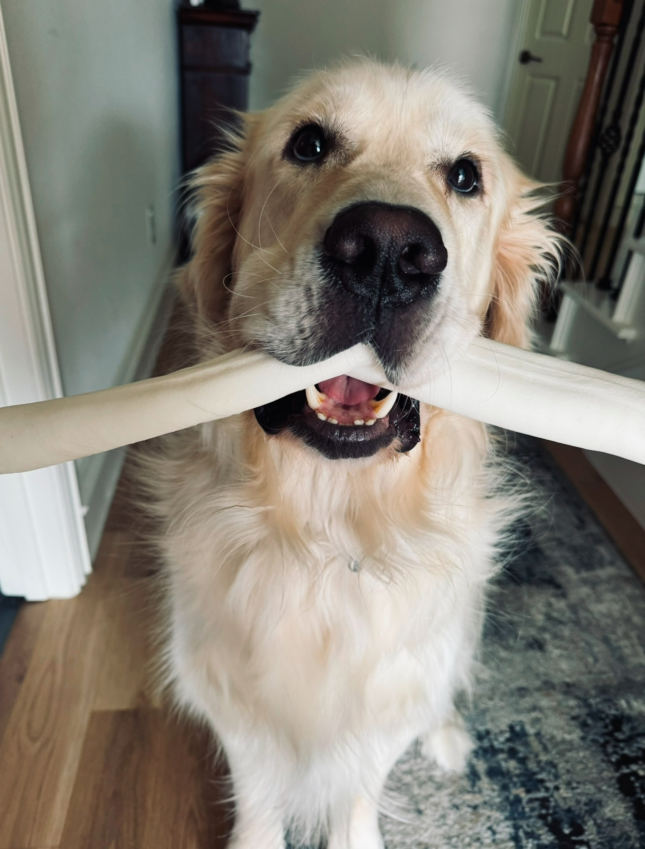 Maximus, Dr. Melissa Shelton&rsquo;s white golden retriever, happily holding a bone in his mouth